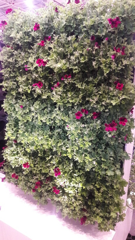 6915aa3adfa460d2cf2ae26270560c74.jpg